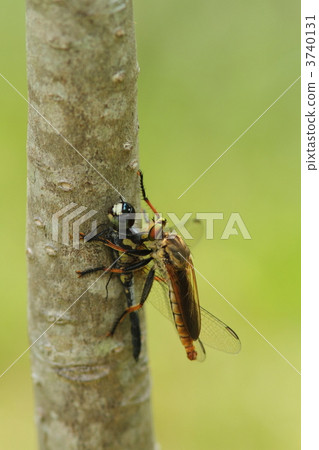 Aoameab preying on Aobitatombo Aoameab preying on Aobitatombo 3740131