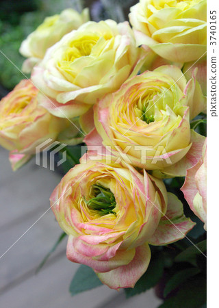 Rose Ranunculura Rose Ranunculura 3740165