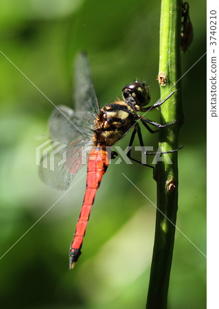 偉大的黑熊 3740210