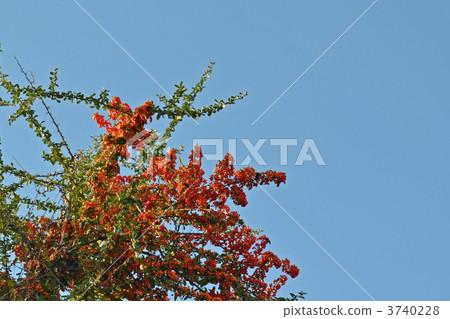 火棘掃描 火棘掃描 3740228