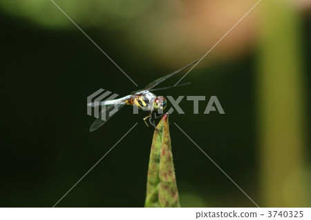 Aobitaitonbo♂ 3740325