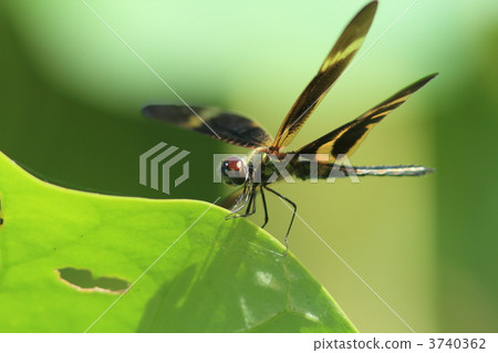 Okinawa Chow Dragonfly Okinawa Chow Dragonfly 3740362