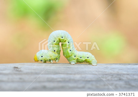 Inchworm 3741371