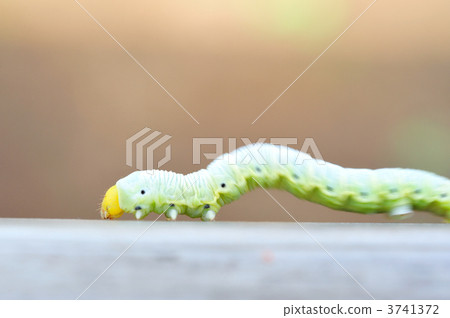 Inchworm 3741372