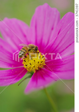 Cosmos and bees Cosmos and bees 3741397