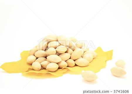 Ginkgo Ginkgo 3741606