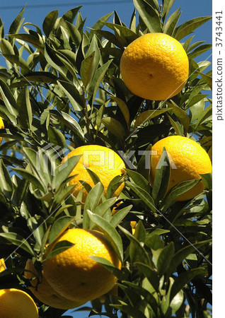Summer oranges and blue sky 3743441
