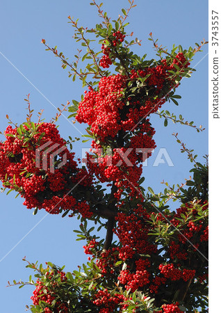 Crowded Pirakansa Fruit Crowded Pirakansa Fruit 3743557