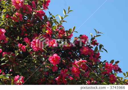 Satellite flower and blue sky 3743966