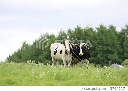 Dong-dairy farming ~ idyllic landscape Dong-dairy farming ~ idyllic landscape 3744217