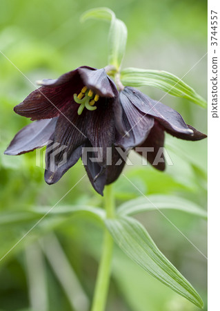 黑百合 黑百合 3744557