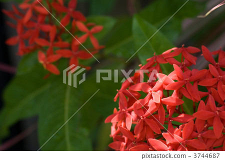 桑坦卡之花 3744687