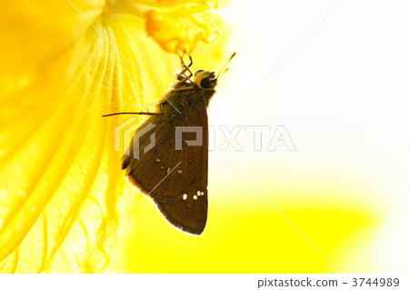 skipper butterfly, butterfly, butterflies 3744989