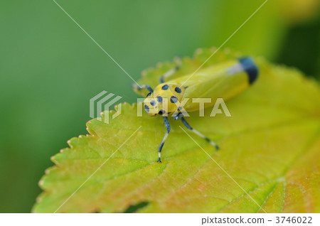 Tsunagogyo Oshoko 3746022