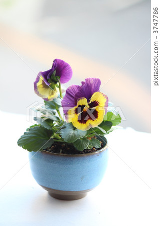 Pansy 3747786