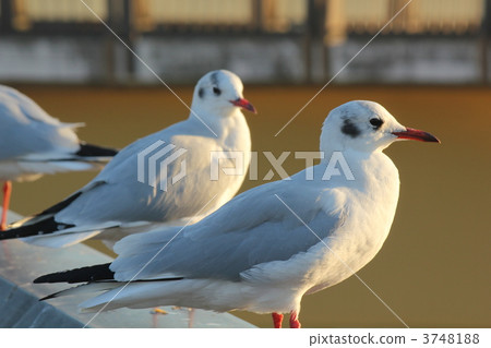 百合海鷗 百合海鷗 3748188