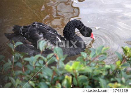A black bird A black bird 3748189