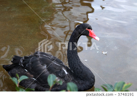 一隻黑鳥 一隻黑鳥 3748191