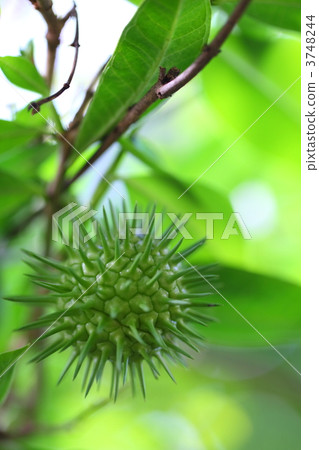 Fruit of Aime beetle Kazura Fruit of Aime beetle Kazura 3748244