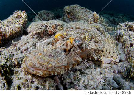 flathead, flathead fish, enmagochi 3748586