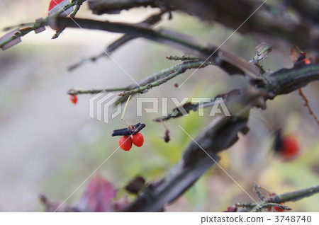 euonymus alatus, nock euonymus, euonymus fruit 3748740
