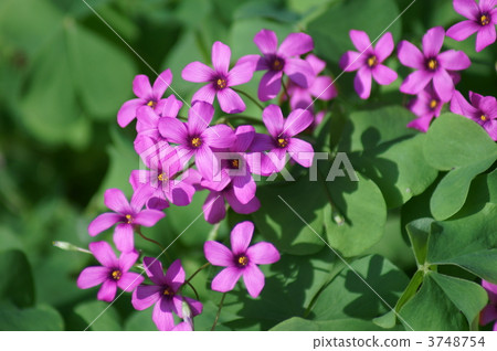 Oxalis深紅醋植物甘藷醋 3748754