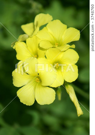 Oxalis巨型黃花醋 3748760