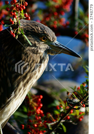 Gurasen和Mayako Tokiwano的五隻小鳥星 3748779