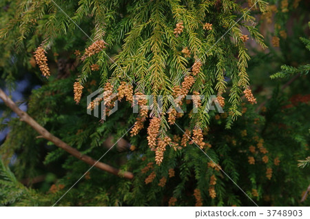 雪松雪松男性花雪松花粉的來源 雪松雪松男性花雪松花粉的來源 3748903
