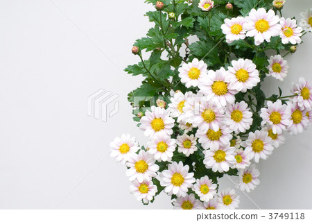 蒼白的菊花 3749118