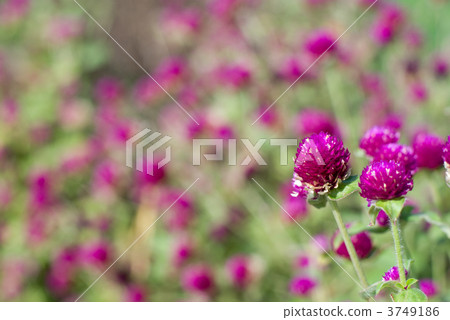 The flower garden of Senninbatsu 3749186