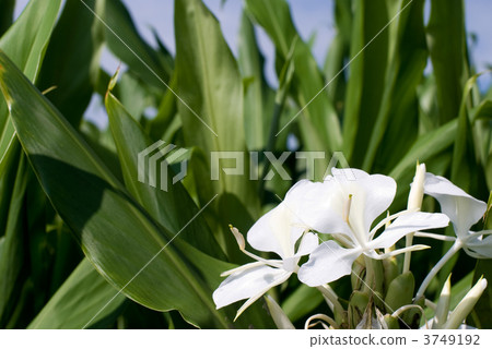 哈娜花的花朵 哈娜花的花朵 3749192