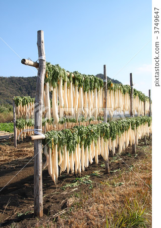 幹蘿蔔 幹蘿蔔 3749647