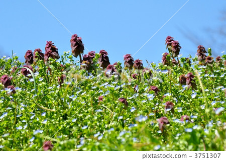 Princess Dancing and her eyes 3751307