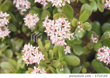 翡翠木 青鎖龍 花朵 3754189