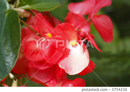 christmas begonia, begonia, petal 3754238