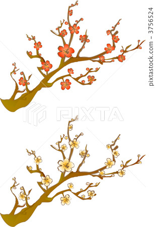 梅花2種顏色 梅花2種顏色 3756524