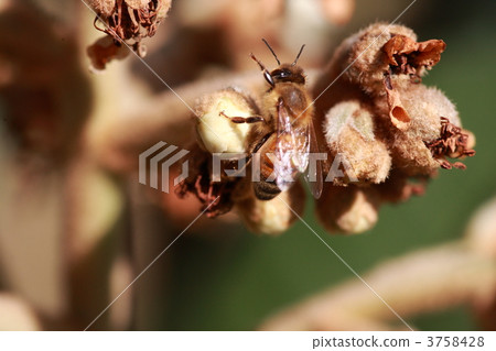 [Honeybee and loquat] 3758428