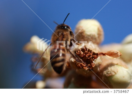 [Honeybee and loquat] 3758467