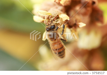 [Honeybee and loquat] 3758517