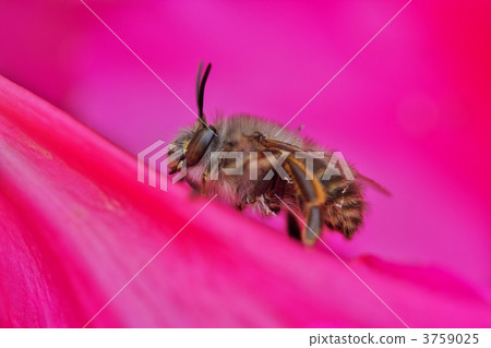bug, bee, hive bee 3759025