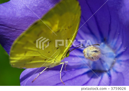 yellow butterfly, large grass yellow, butterfly 3759026