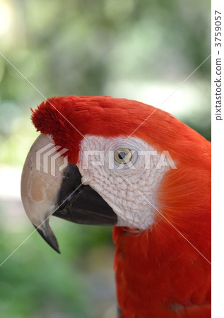 Macaw face up 3759057