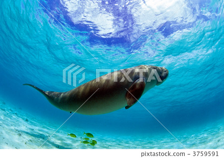 儒艮 生態學 毗連的 3759591