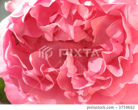 Roses Yves Piaget Roses Yves Piaget 3759682