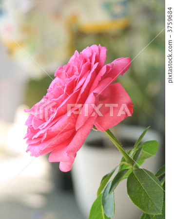 Roses Yves Piaget 3759684