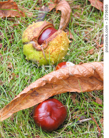 Western chestnut 3759686