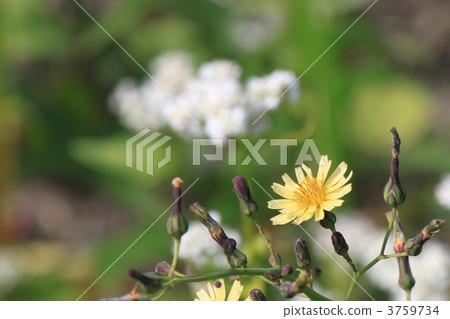 Akinagi和蕎麥花 3759734