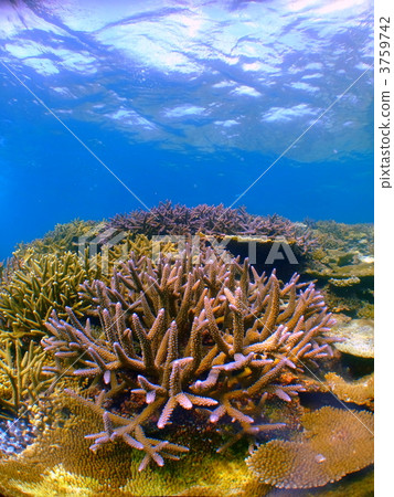 Coral Reef 3759742