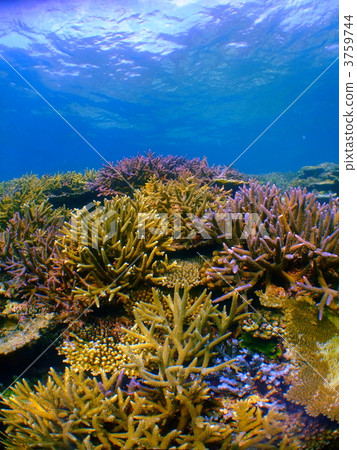 Coral Reef Coral Reef 3759744